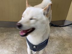 -美联众合动物医院·24h转诊中心
