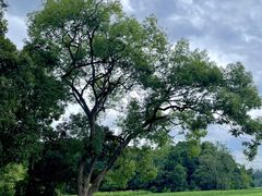 -南宁良凤江国家森林公园