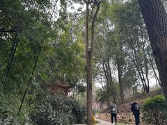-南山植物园