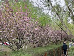 -西安浐灞国家湿地公园