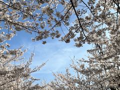 -高东镇樱花园