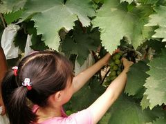 -马陆小张葡萄园农家乐