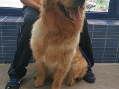 -伟伟宠物医院·CT影像中心·瑞派犬猫综合性门诊(汉口总院)