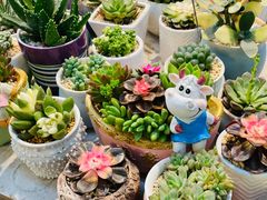 -双季花艺园艺市场(浦东店)