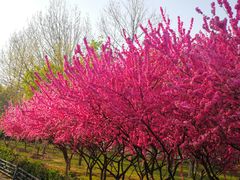 -大兴滨河森林公园