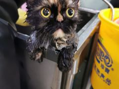 -瑞派动物医院·绝育·犬猫全科·预防医学(光景江南中店)