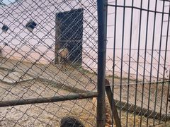 -青藏高原野生动物园