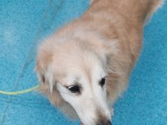 -北京赛佳动物医院