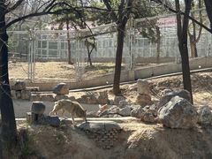 -石家庄市动物园