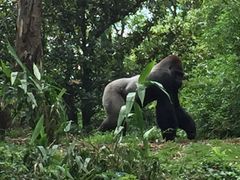 -奥兰多迪士尼动物王国乐园