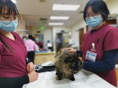 -美联众合动物医院·24h转诊中心