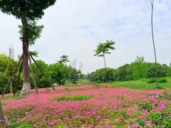 -白鹭湾湿地公园