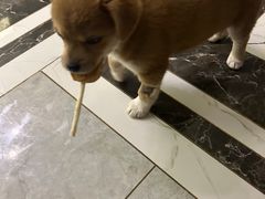 -联合动物医院(光谷诊疗中心)