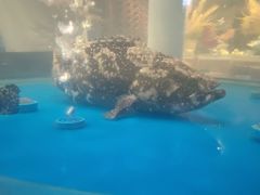 -琼菜人家·海南菜·文昌鸡(文昌大道店)
