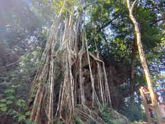 -中国科学院西双版纳热带植物园