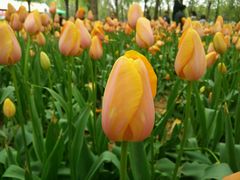 -洛阳郁金香牡丹园