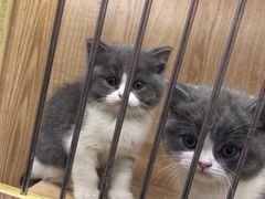 -猫爷宠物生活馆·撸猫馆
