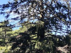 -庐山风景区花径公园