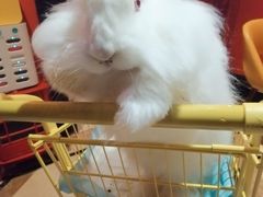 -猫色咖啡·猫咖