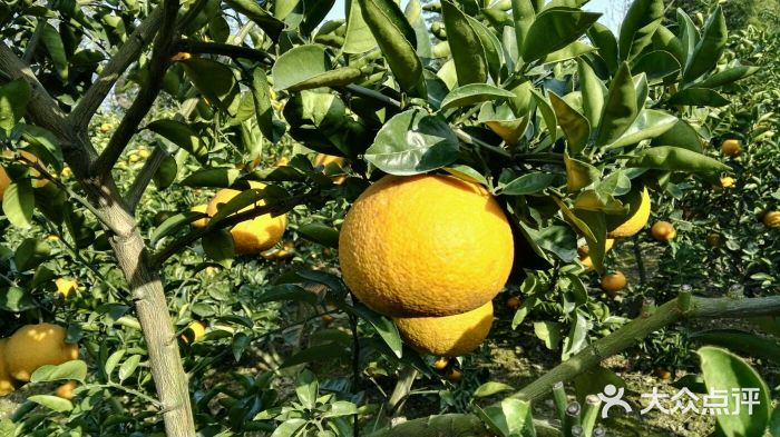 温岭城南高橙图片