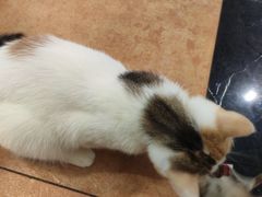 -more than meow吴止猫主题餐厅(承德 中船汇店)