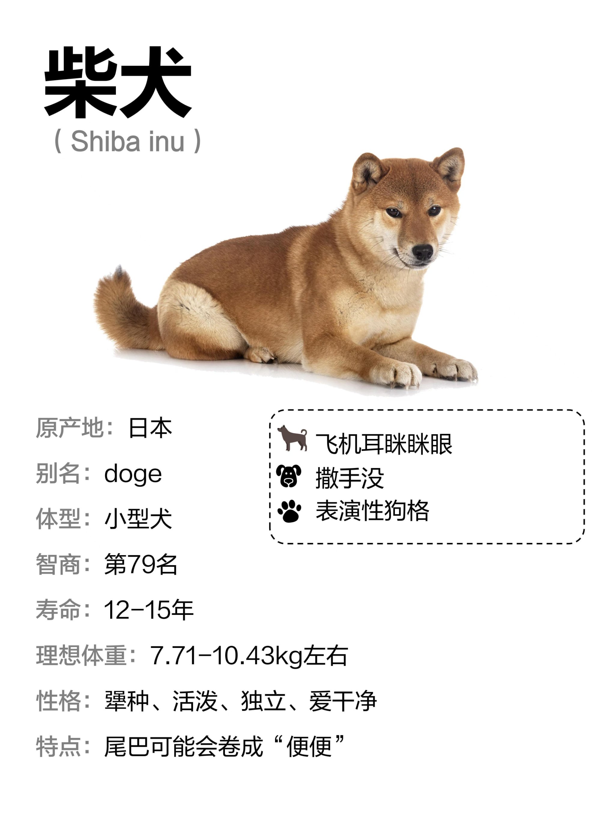 一只柴犬趴在栏杆图片