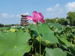 -白洋淀景区