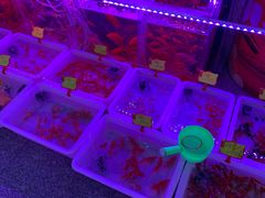 -宝鸡东道花鸟鱼虫市场(吉利花园商场店)