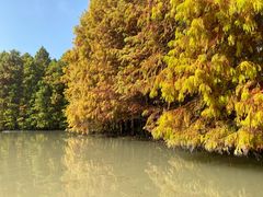 -上海海湾国家森林公园