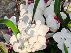 -北京植物园-展览温室