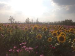 iphone_upload_pic-荷兰花海