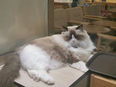 -藏猫猫咖啡主题馆(中央大道店)