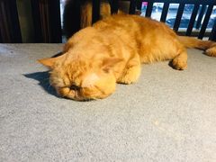 -more than meow吴止猫主题餐厅(承德 中船汇店)