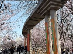 -桃花堤公园