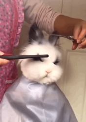 -Rise Hair上升造型
