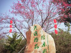 -天适樱花悠乐园