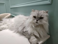 -安格丽娜·狗咖·猫咖羊驼咖(春熙路百盛商场店)