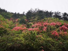 -木兰云雾山