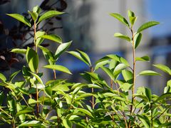 -黑河国家森林公园