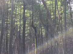 -象山森林公园