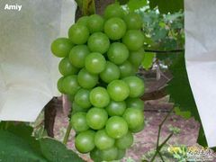 -马陆小张葡萄园农家乐