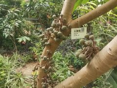 -呀路古热带植物园