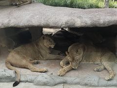 -北京野生动物园