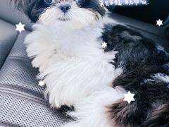 -翊宠yipet猫狗购宠庄园