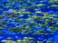 -正佳极地海洋世界