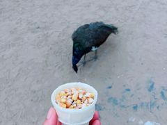 -秦皇岛野生动物园