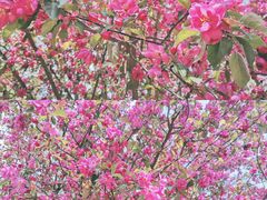 -长白岛森林公园