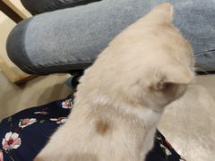 -藏猫猫咖啡主题馆(中央大道店)