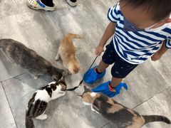 -楼上猫咖(罗湖店)