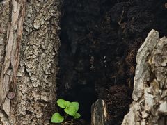 -汉长安城未央宫国家考古遗址公园